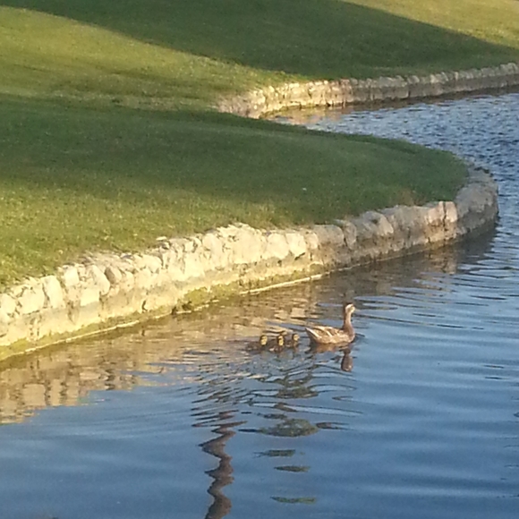 Meet your Posher, Lori - Picture 2 of 4